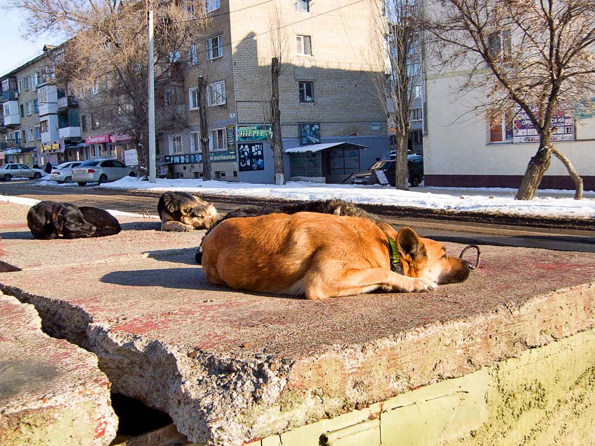 В Камышине предлагают из бюджета миллион тому, кто готов отлавливать и стерилизовать бродячих псов