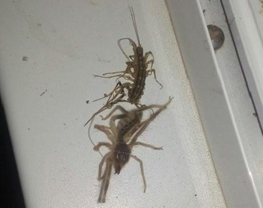 В соцсетях житель Волгоградской области выложил приконченных им пауков, «породу» которых он теперь пытается выяснить