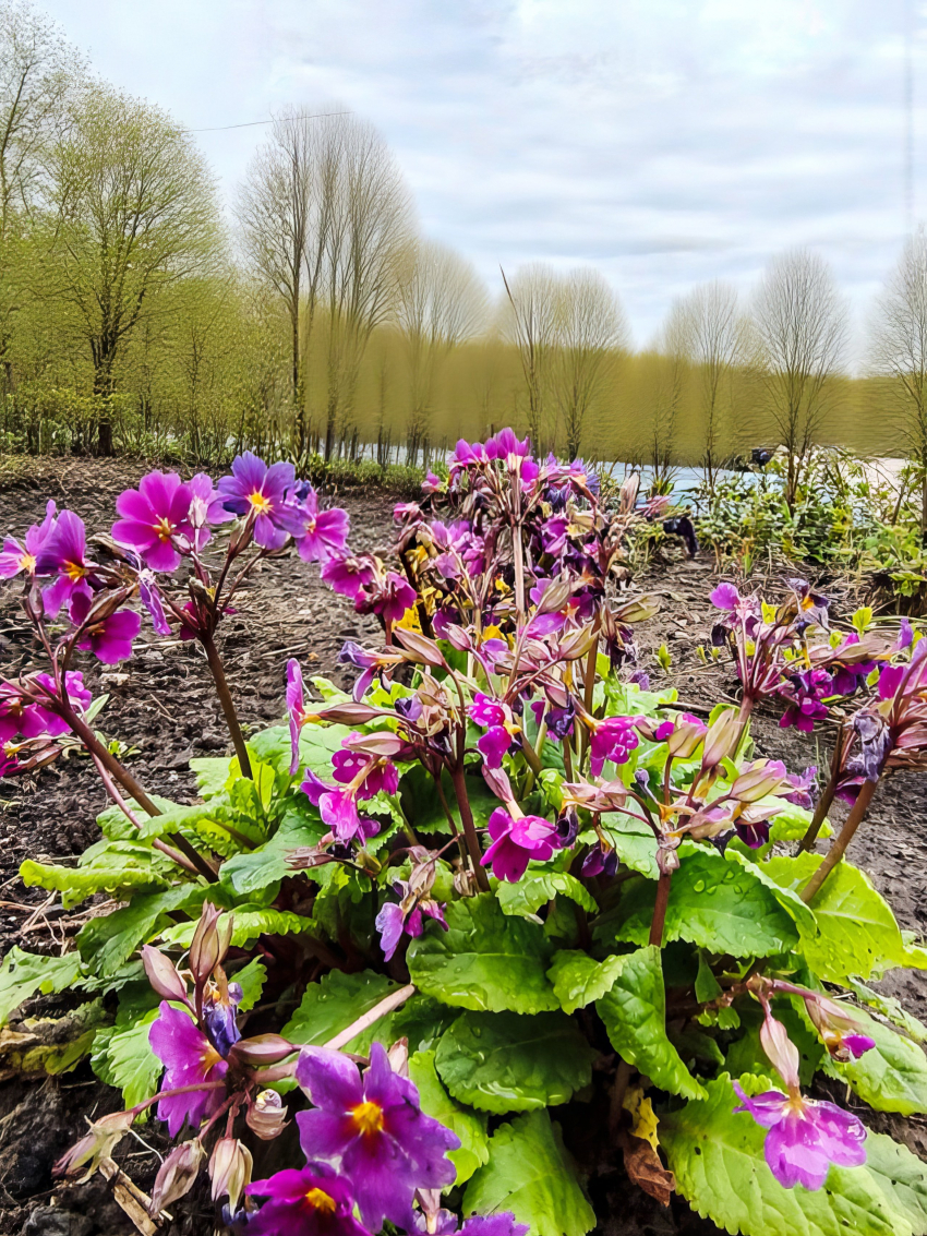 Закаленные первоцветы выдержали снежный шквал в Камышине