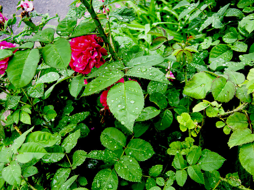 Синоптики вдруг «увидели» мимолетный дождь в Камышине сегодня, 3 июня