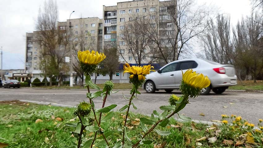 В Камышине погодной повесткой пока «заправляют» плюсовые температуры