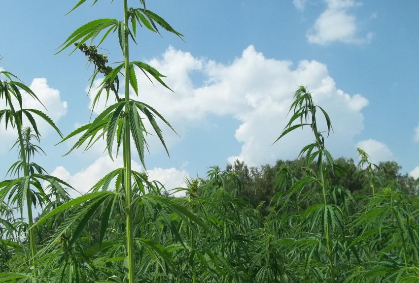 Оперативники уничтожили дикие «огороды» с коноплей в Камышине и Камышинском районе