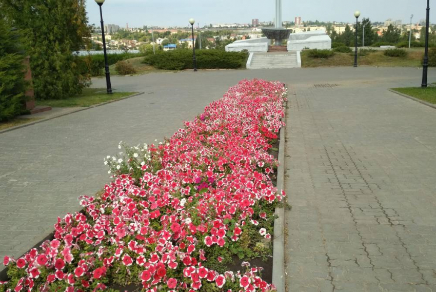 В парке Победы в Камышине осенью эффектно цветут и шикарные розы, и скромные петунии