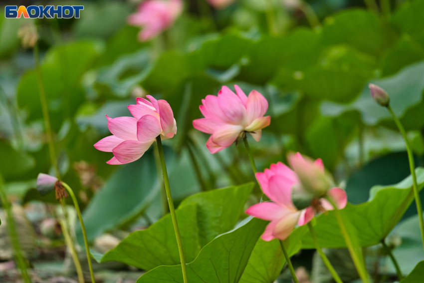Уникальное цветение лотосов: и не в Астраханской области, а в Волгоградской