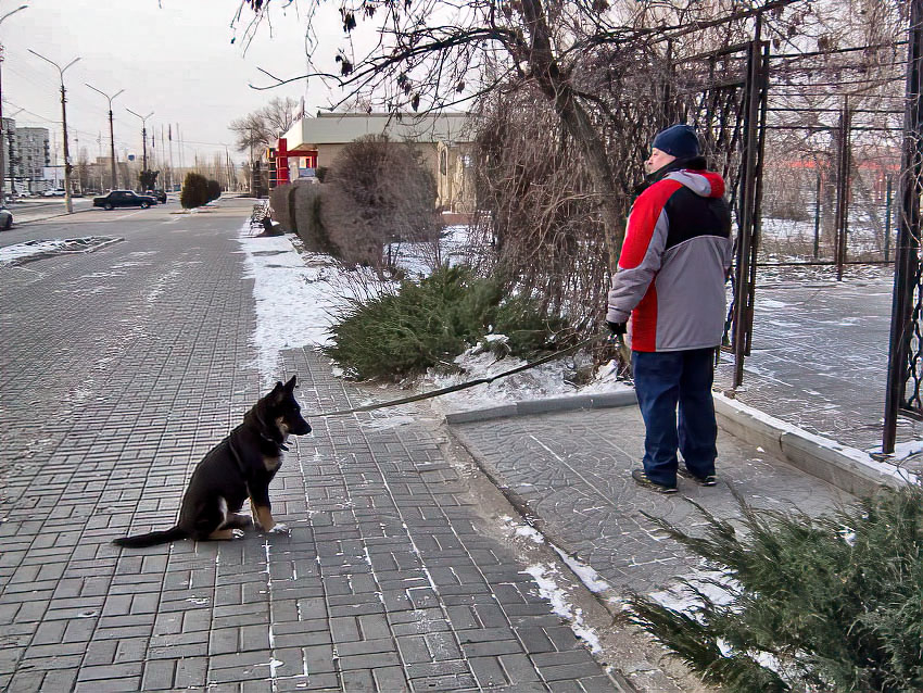 В Волгоградской области собаки бесятся чаще, чем в других регионах, и не только они 