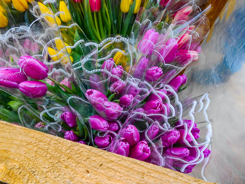 В Камышине тюльпанов оказалось намного больше, чем джентльменов?