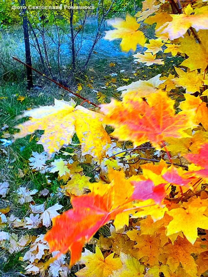 Среда в Камышине будет баловать камышан солнечной и теплой погодой