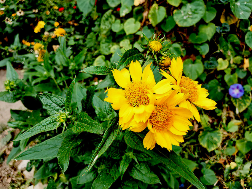 "Бабье лето» с +25 прописалось в Камышине до конца сентября