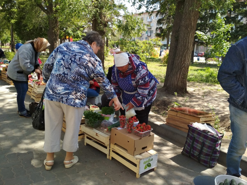 В Камышине, несмотря на похолодание, начали торговать местной клубникой