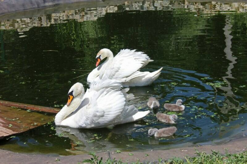 Администрация Камышина попросила через телеграм-канал не перекармливать хлебом лебедей и лебедят в городском парке