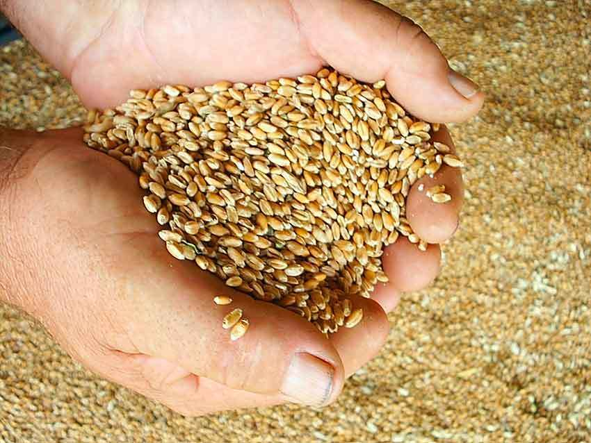 В Камышинском районе намолотили 32 тысячи тонн зерновых