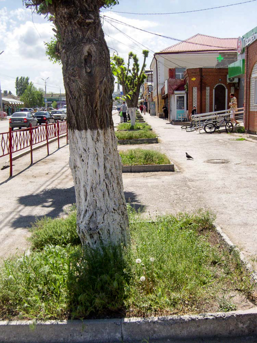 Почему в Камышине на центральных улицах нельзя высадить цветы вместо сорной травы? - камышанка