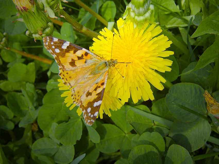 Тучи ярких бабочек в Камышине «свидетельствуют» в пользу лета с дождями