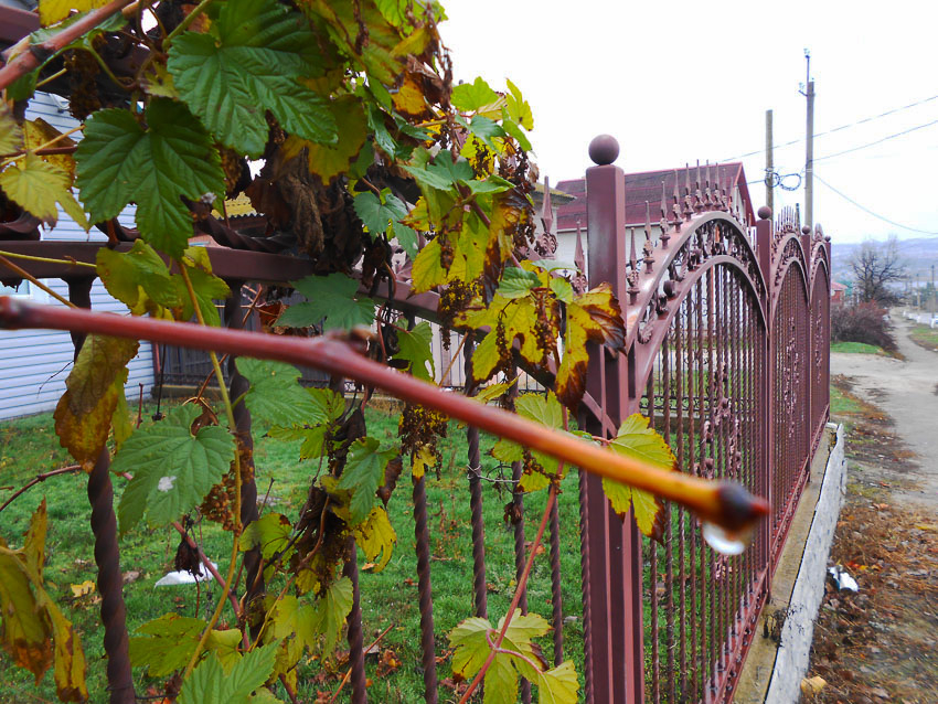 В Камышине через два дня похолодает до нуля, но сегодня, 24 ноября, пока тепло