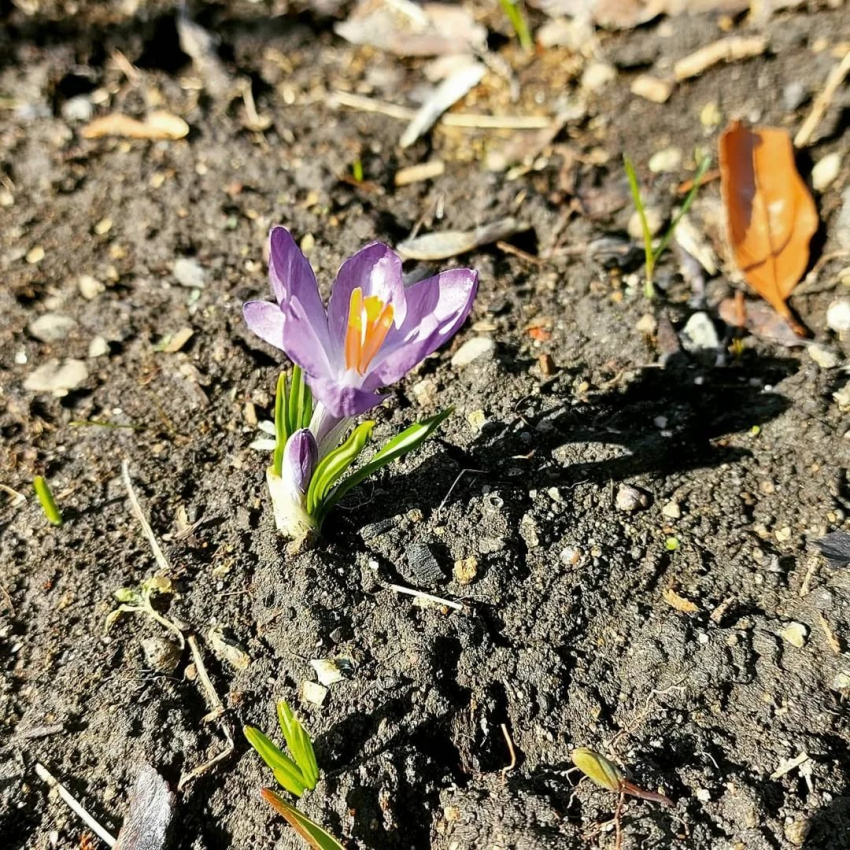 Много солнца и +13: погода в Камышине 25 марта