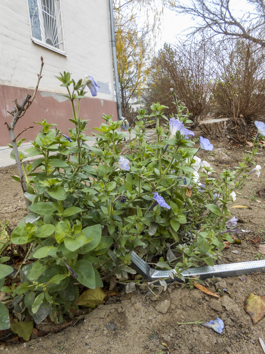Свет, а также голодную и горячую воду будут отключать в Камышине сегодня, 4 декабря