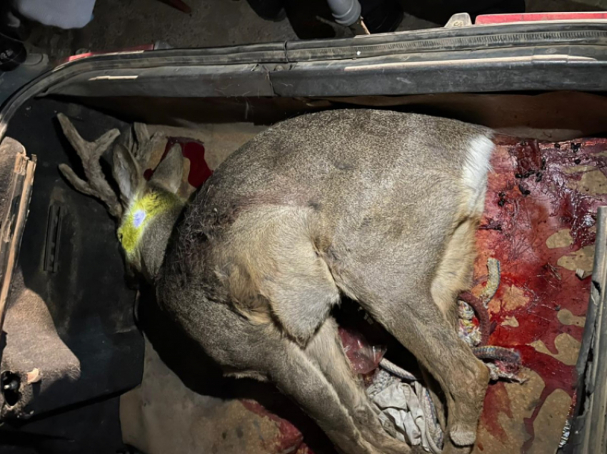 Оперативники задержали браконьеров с расстрелянной косулей в багажнике