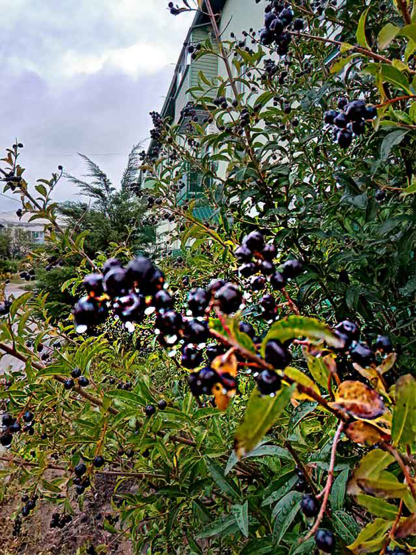 В Камышине воскресенье окажется дождливым, а ночью похолодает до +9-ти, но тепло еще вернется