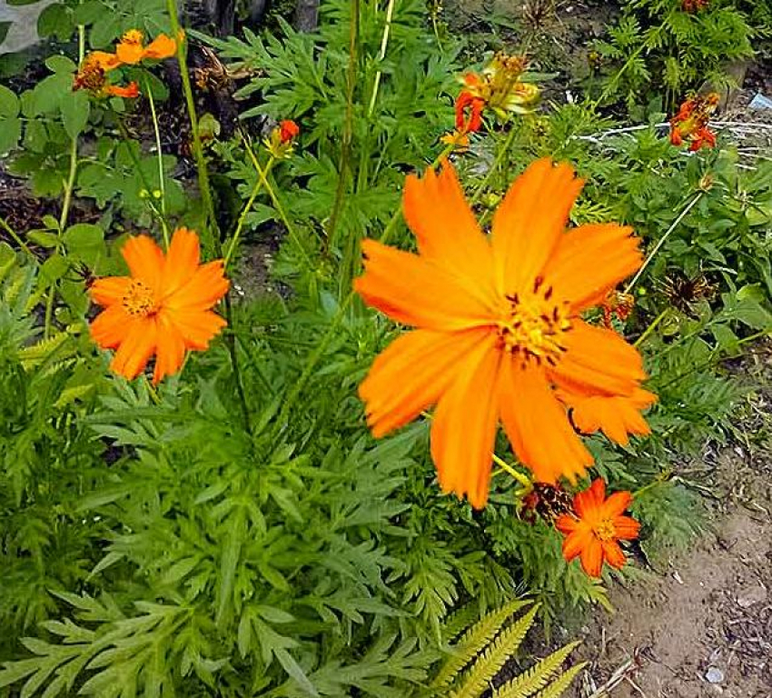 Облачно и тепло: такой будет погода 1 сентября в Камышине; но дожди и резкое похолодание на подходе