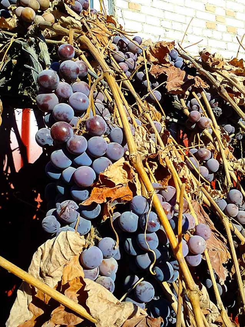 В Камышине творческие виноградари до сих пор едят грозди с веток