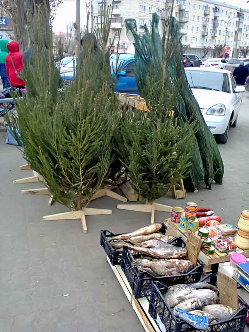 Жителей потрясает дороговизна елок в Волгограде, когда откроются елочные базары в Камышине - неизвестно