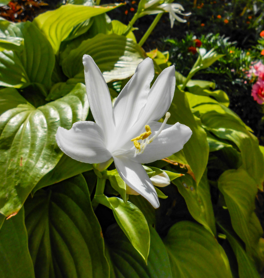 Предгрозовую жару показывают синоптики в Камышине в конце недели