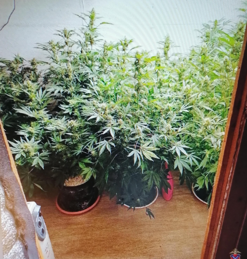 Полицейские заинтересовались «умельцем» из Камышинского района, устроившим «оранжерею» для конопли