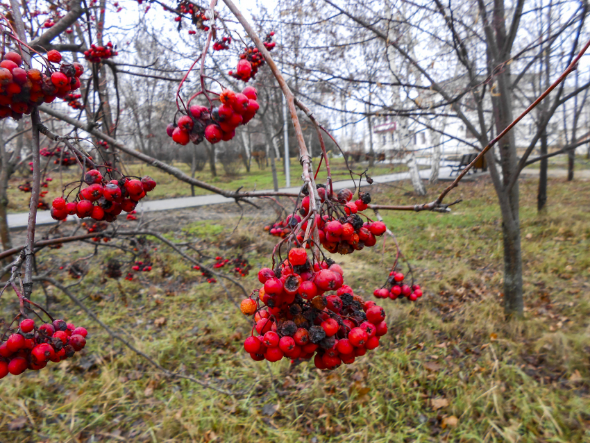 Шквалистый северо-западный ветер «надует» мороз в Камышине 13 декабря