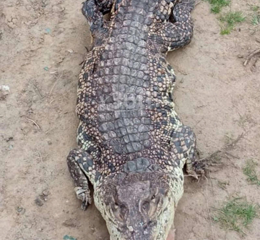 У Капустина Яра в Астраханской области нашли на дороге трех крокодилов