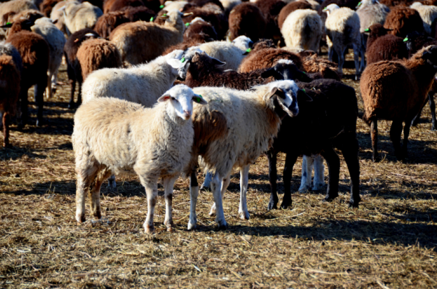 Почему в Камышинском районе овцеводы «сосредоточились» на «эдильбаях» и «волгоградских мериносах"