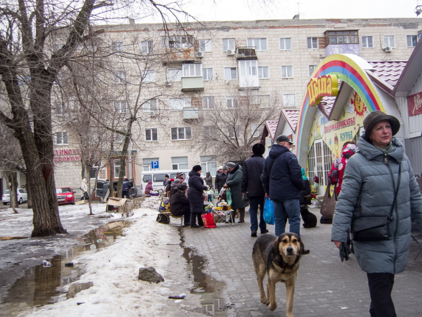 Александр Бастрыкин поручил возбудить уголовное дело из-за бродячих собак в населенном пункте в Волгоградской области