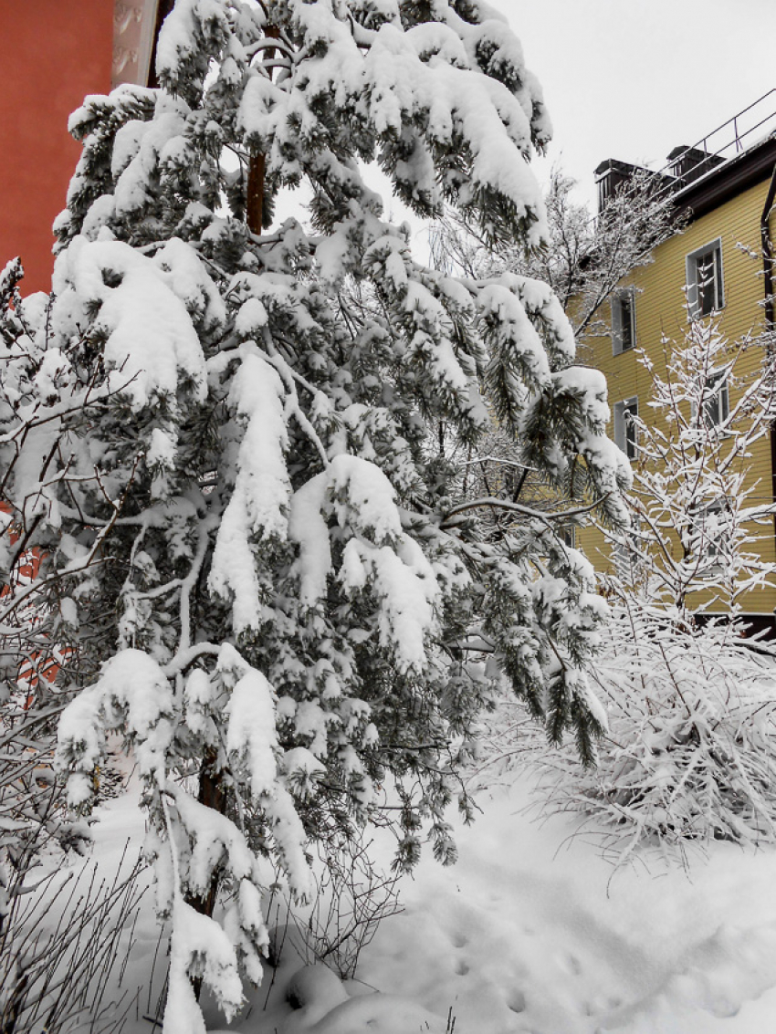 Камышин накрывает снеговая туча и геомагнитный шторм: погода на 11 января