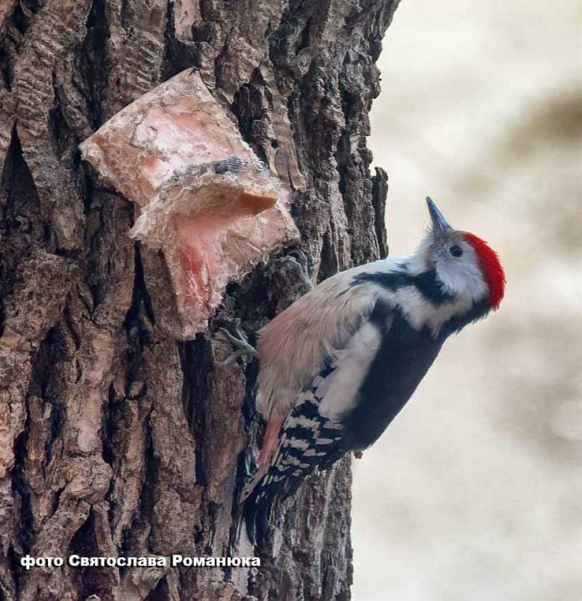 В Камышине ночью 22 февраля столбики термометров опускались до 15 градусов мороза