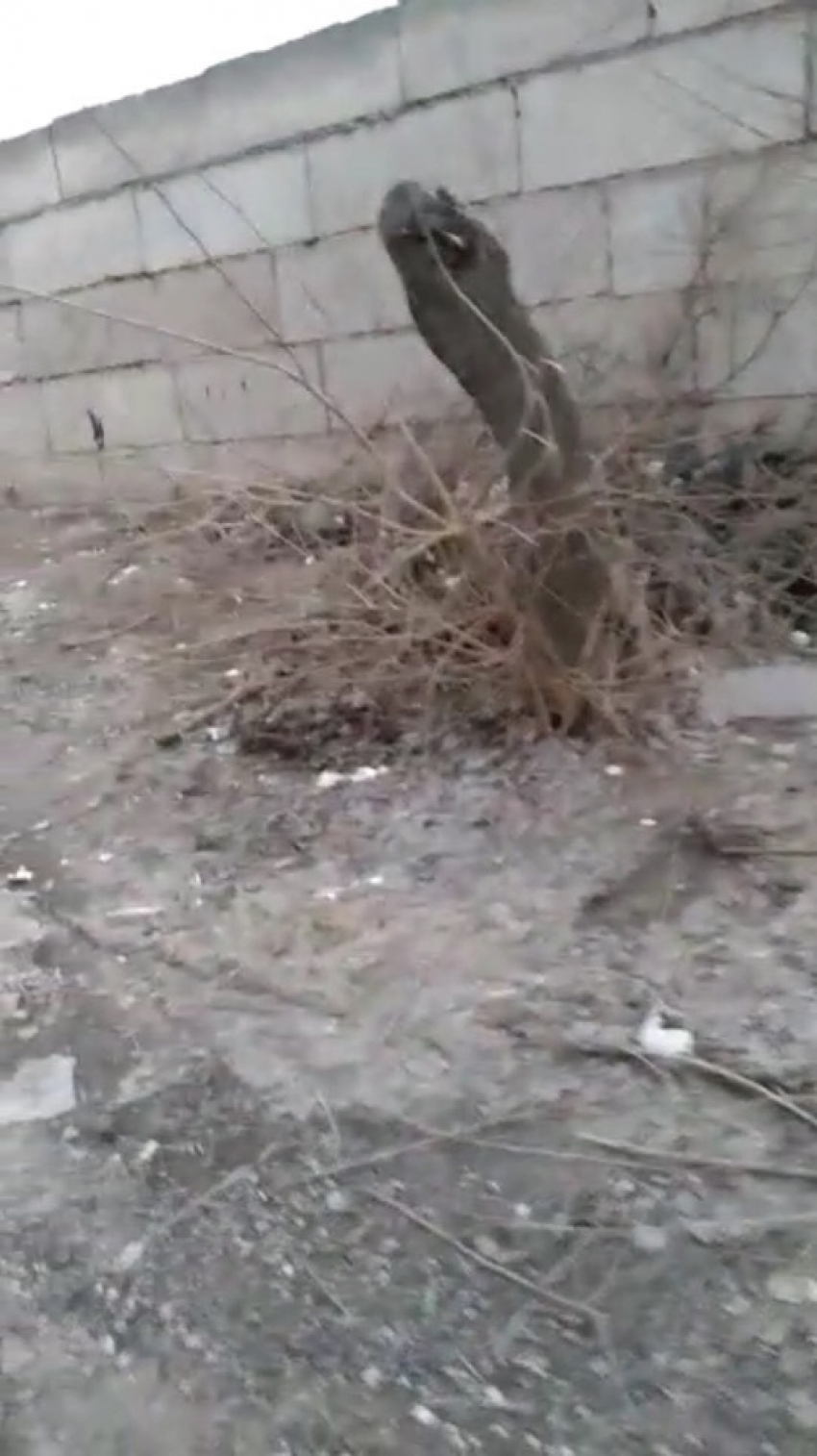 "Дворы никто не убирает, как будто не люди здесь живут", -  камышане