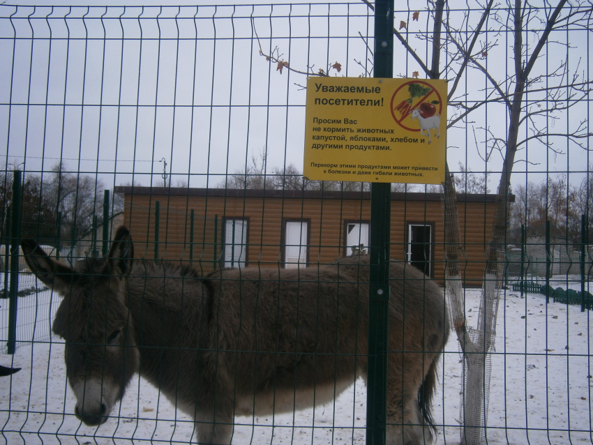 Обитатели зоозоны в городском парке Камышина могут прихрамывать после «педикюра» и от переедания булок