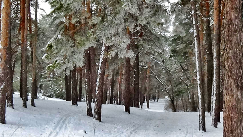 В Камышине мороз пойдет на спад и случится геомагнитный всплеск