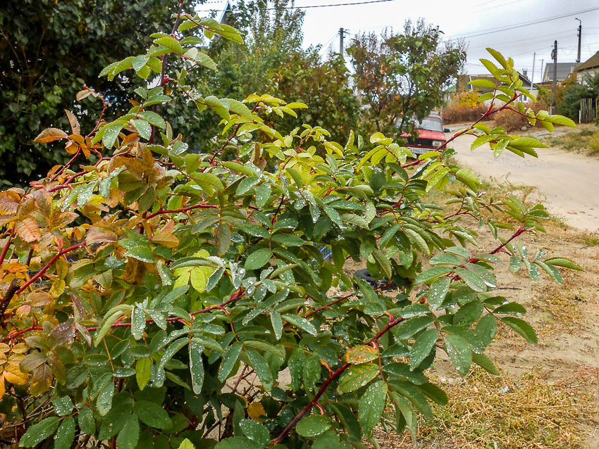 Камышин попал в полосу дождей