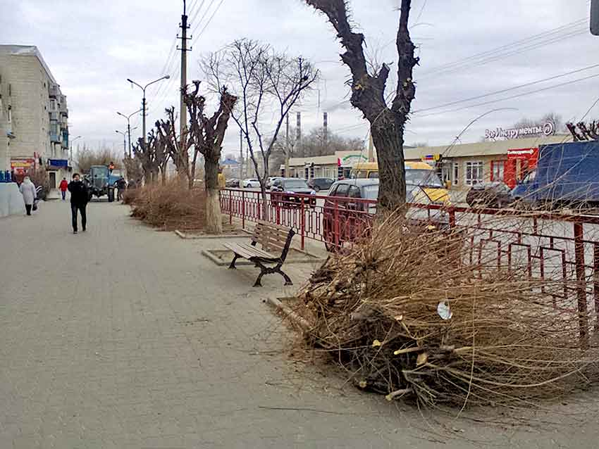В Камышине на улице Ленина опять кромсают деревья под формат «а-ля обрубки"