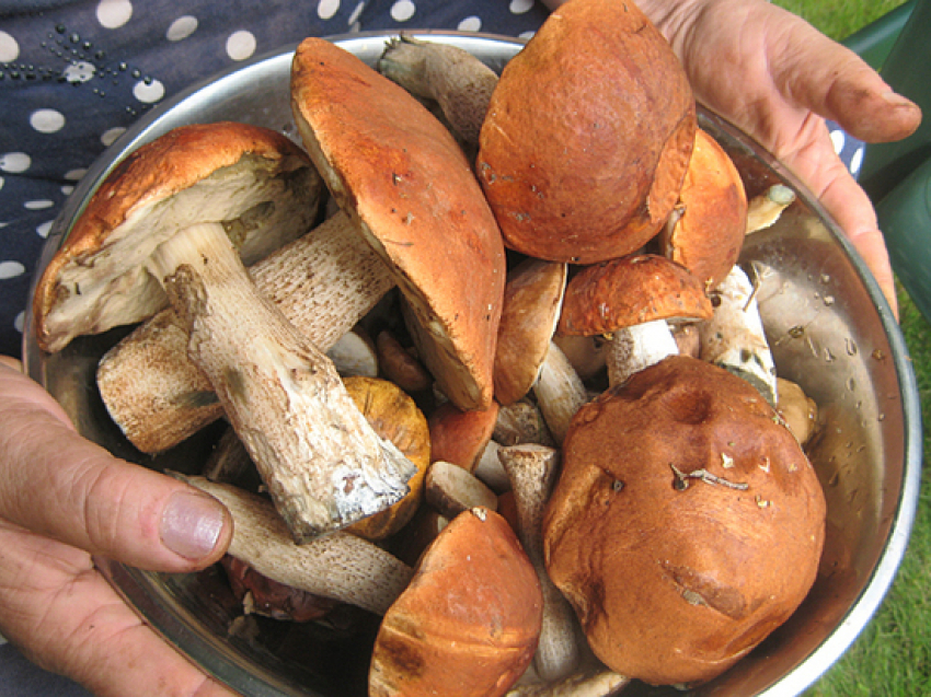 В Камышинском районе  от отравления грибами умер подросток, а его мать до сих пор находится в больнице