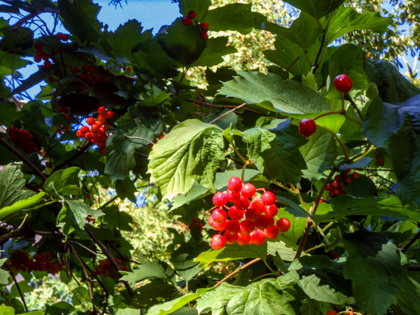 Солнечно и жарко: погода в Камышине на 29 августа