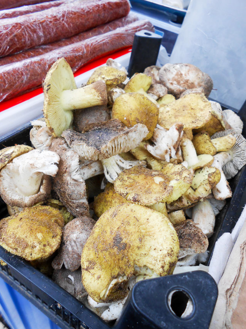 Камышинские грибники набрали в лесах первые лукошки маслят и зеленушек