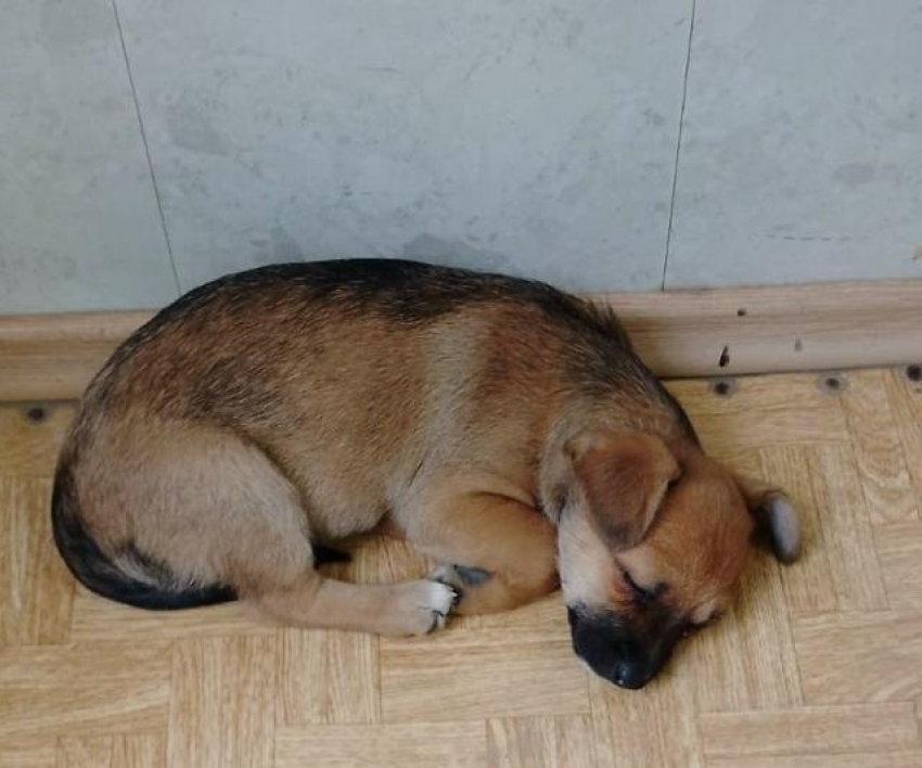 Трогательную собаку пристроили на ночевку на 3-м городке в Камышине, но временно