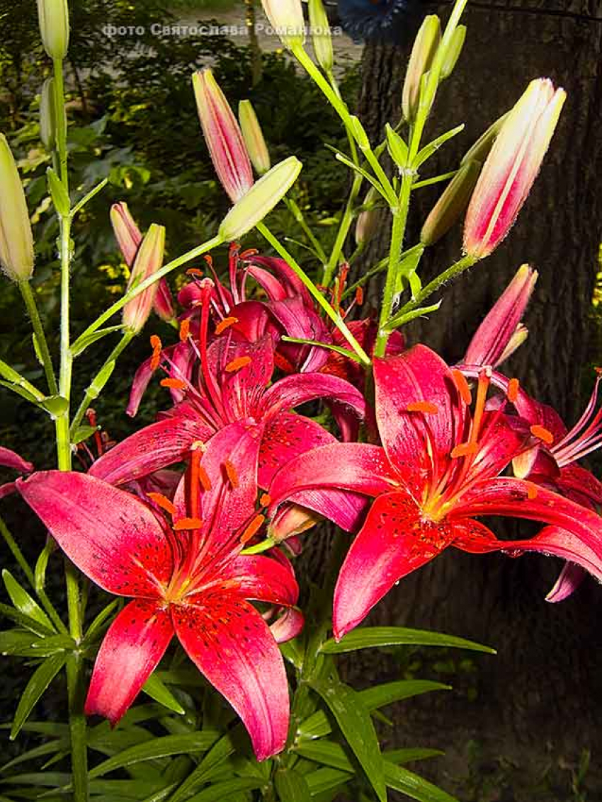 Камышан ожидает солнечный четверг, но жаркий не до безумия