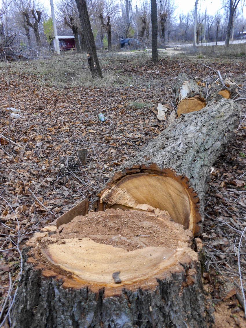 В Камышине решили пустить на щепки высохшие заросли парка Текстильщиков 