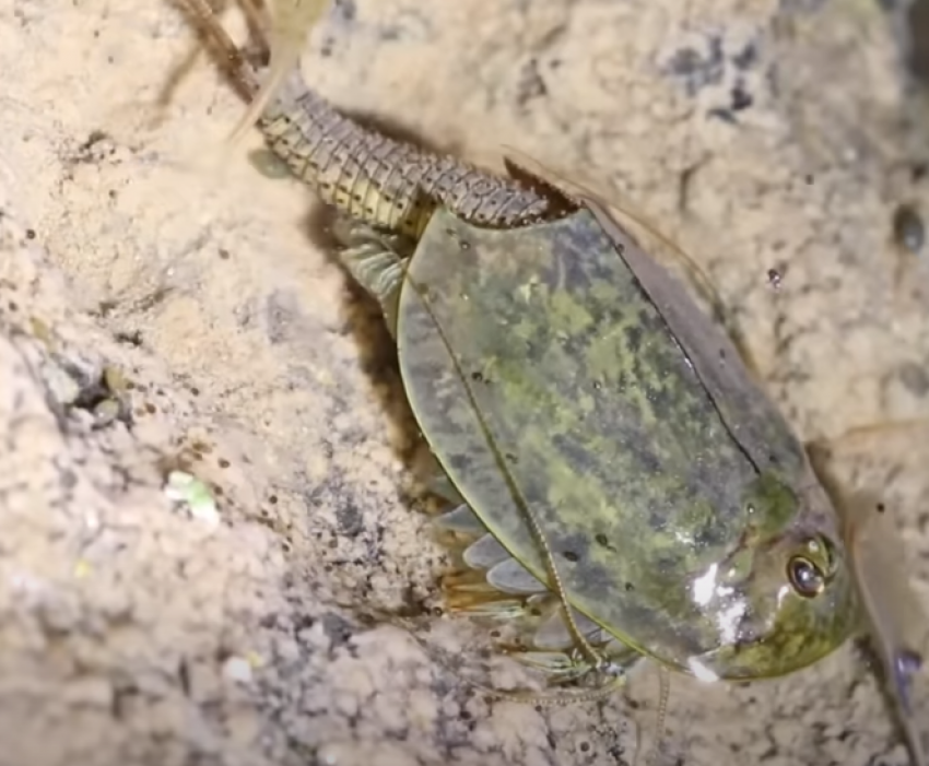 Редкий вид гермафродита-хищника в водоемах Волгоградской области находится под угрозой исчезновения