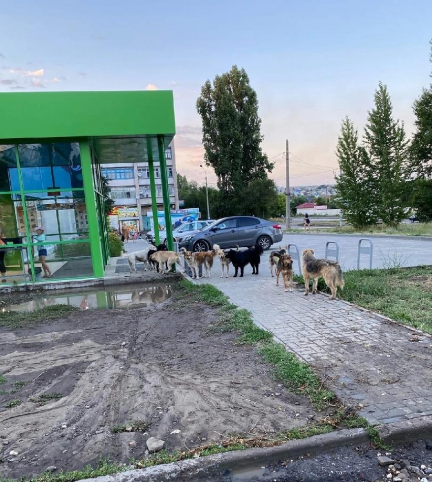 В Камышине администрация города организовала отлов 68-ми бродячих собак - за полгода и за полмиллиона бюджетных рублей