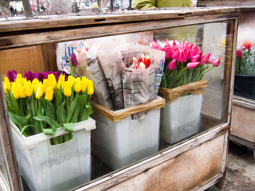 В Камышине сегодня 3 тюльпана можно купить не дешевле 350 рублей