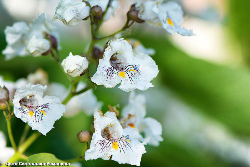 В Камышине сегодня, 15 июня, будет жарко, пройдет дождь, а завтра грянет гроза