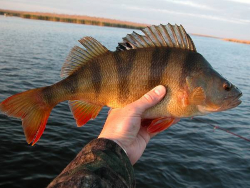 Специалисты предупреждают: рыба семейства карповых, щучьих и окуневых в Волгоградском водохранилище заражена