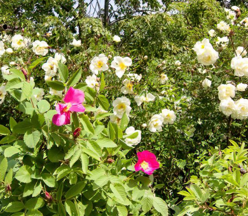 Жару спрогнозировали синоптики для камышан в начале недели